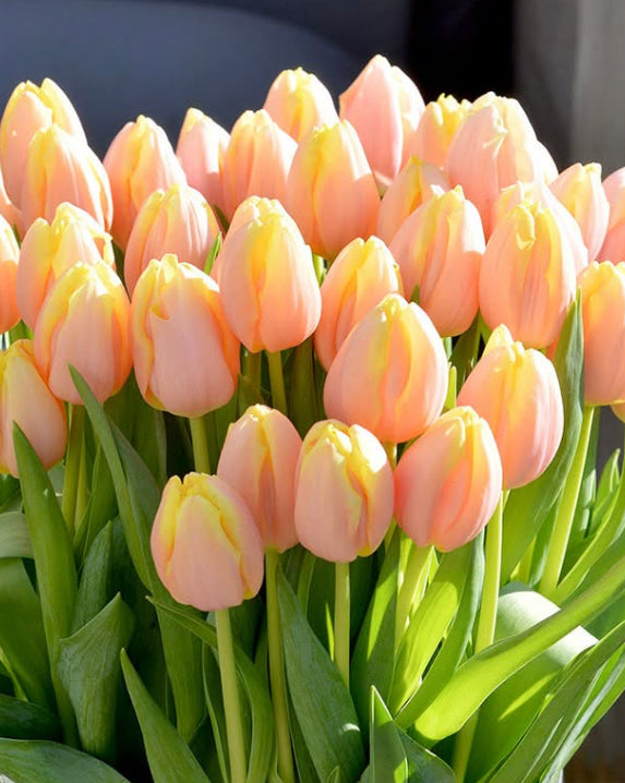 Congratulations Luxury Bouquet and personalized card