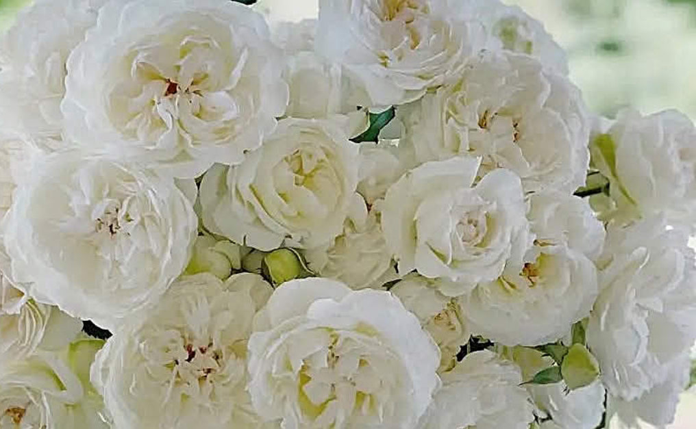 6 Luxury Floral Bouquets