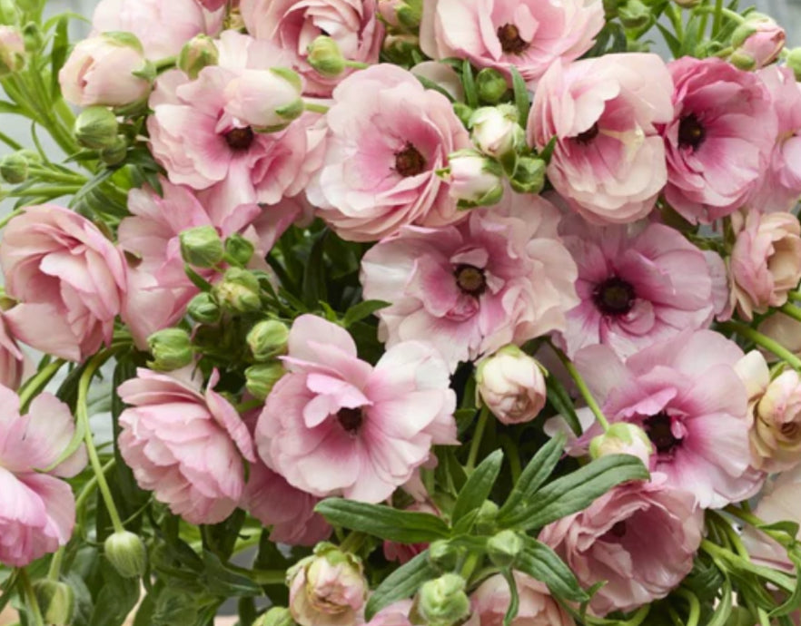 Quarterly Luxury Floral Bouquets with Gifts