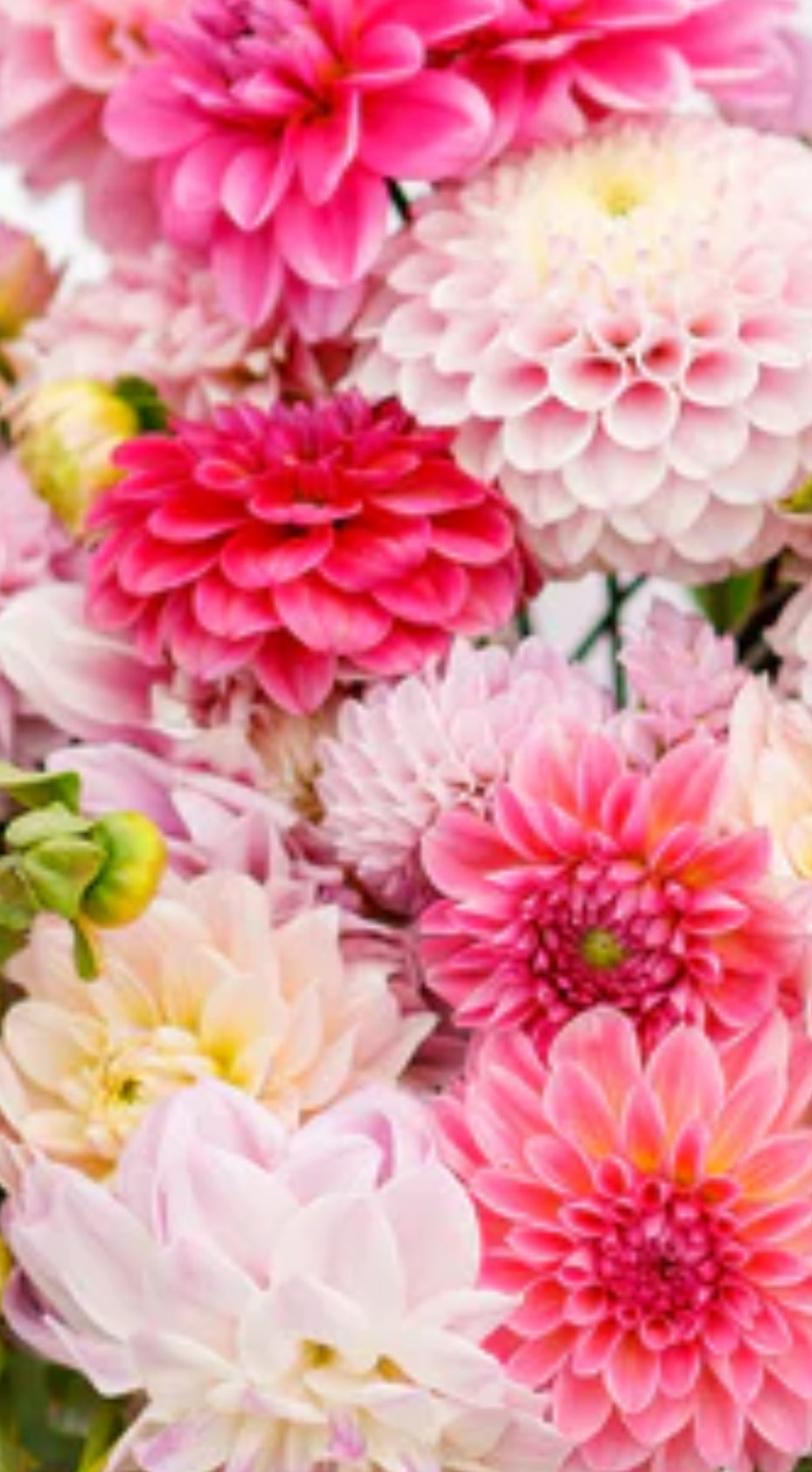 Quarterly Luxury Floral Bouquets with Gifts