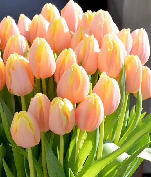 Quarterly Luxury Floral Bouquets with Gifts